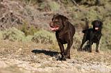 LABRADOR 670